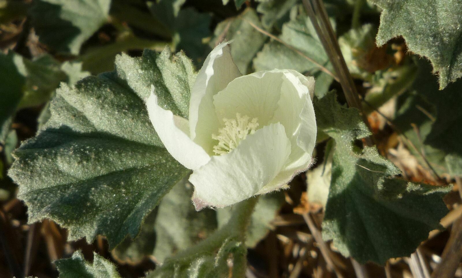 High Resolution Malvella leprosa Flower